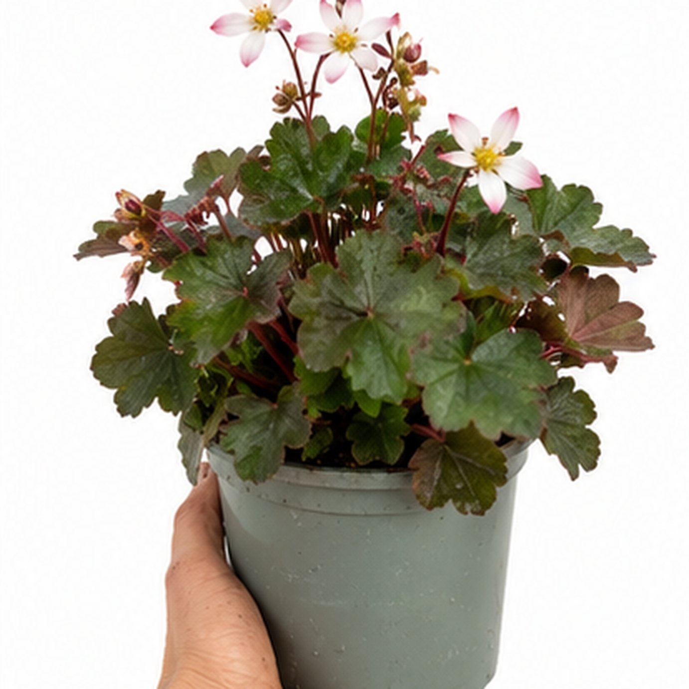 Doorstep Plants Saxifrage Dancing Pixies Twinkie Perennial Plant