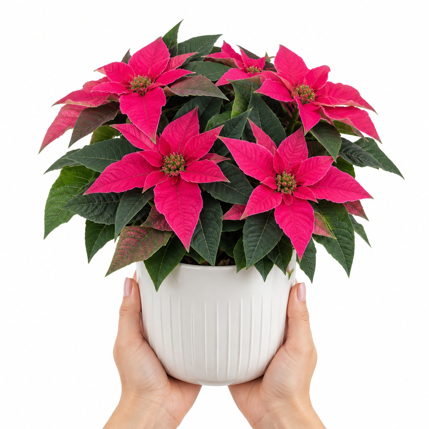 Doorstep Plants Princettia Poinsettia Dark Pink House Plant