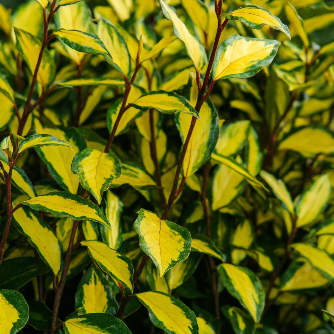 Doorstep Plants Elaeagnus Ebbingei Maryline White Shrub Plant