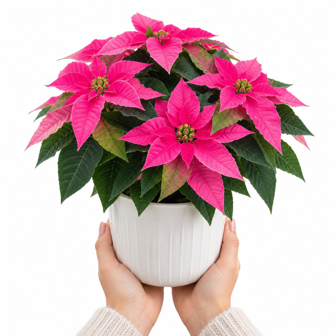 Doorstep Plants Princettia Hot Pink House Plant