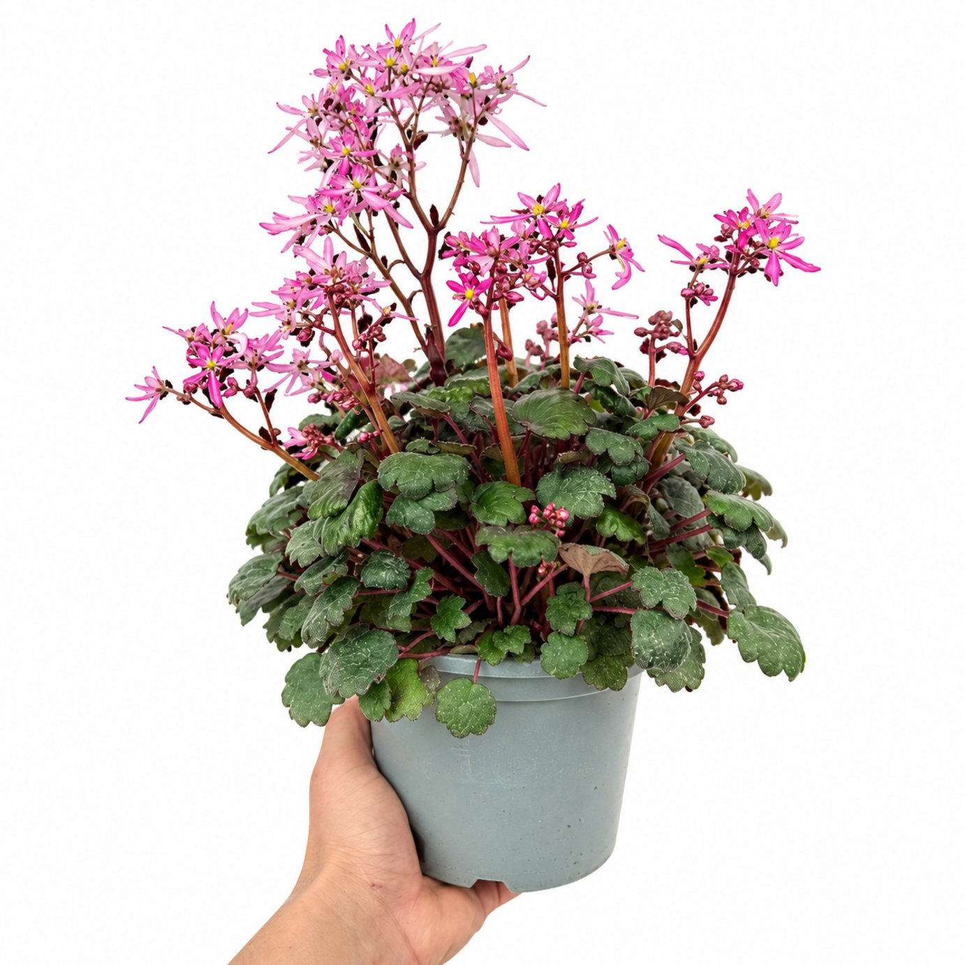 Doorstep Plants Saxifrage Dancing Pixies Tini Multicolour Perennial Plant
