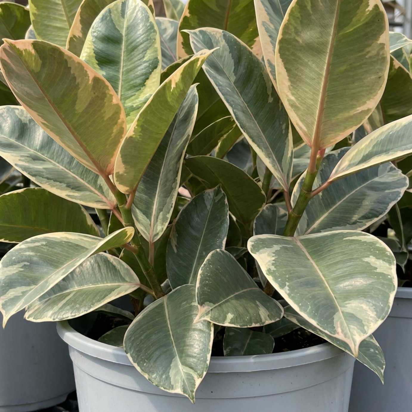 Doorstep Plants Ficus Tineke House Plant
