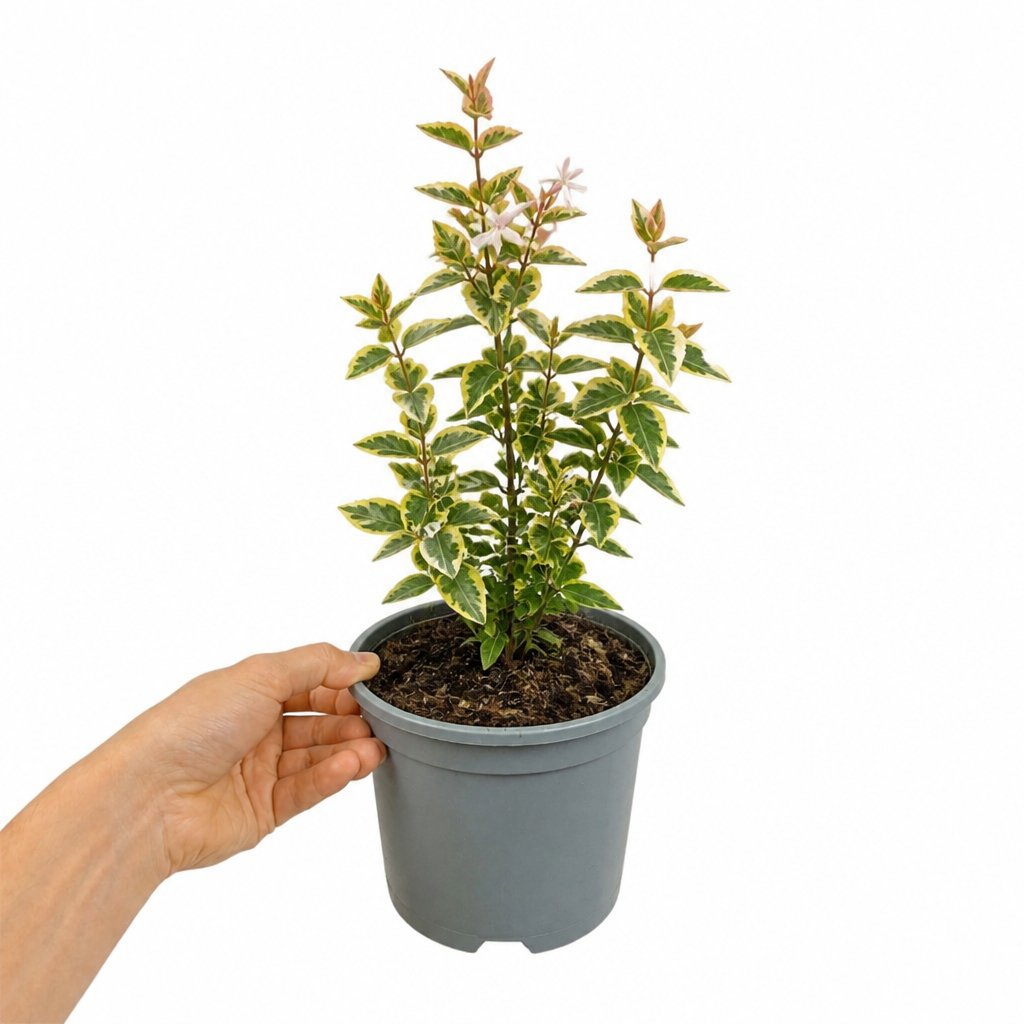 Doorstep Plants Francis Mason Abelia Multicolour Shrub Plant