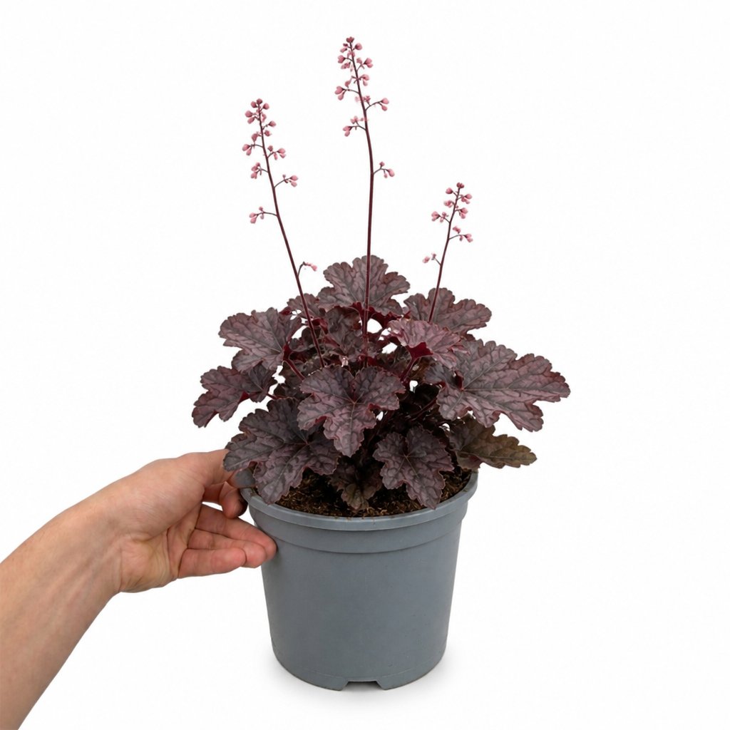 Doorstep Plants Heuchera Huckleberry Perennial Plant