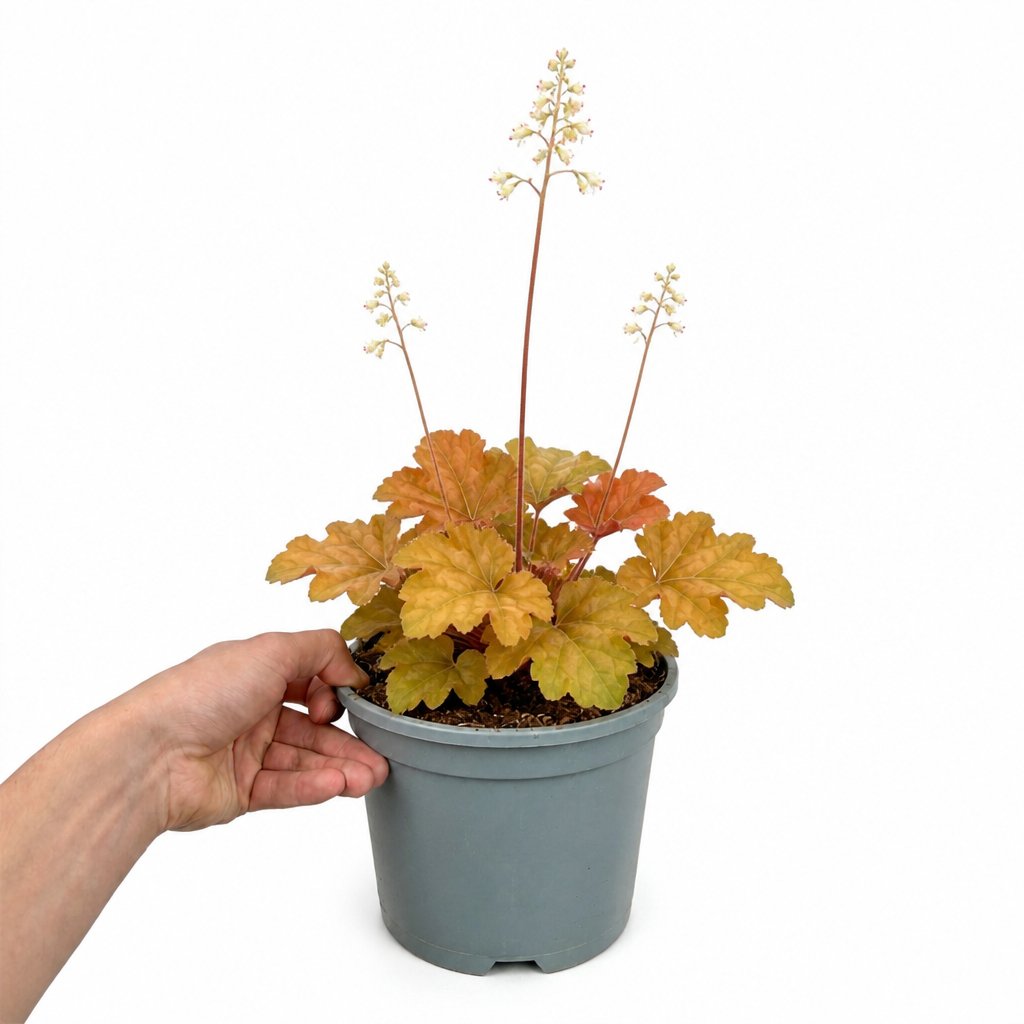 Doorstep Plants Heuchera Caramel Pink Perennial Plant