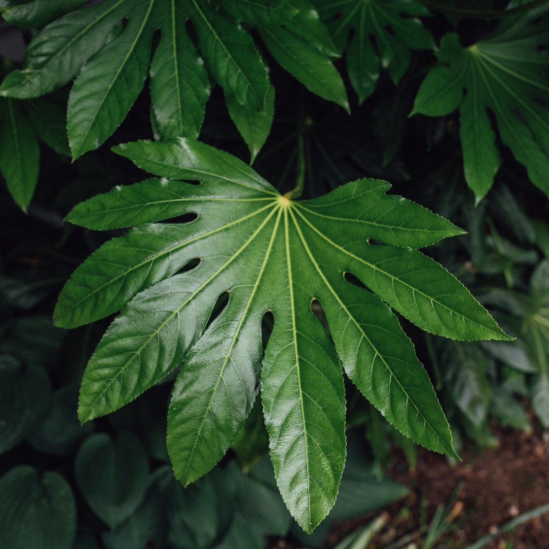 Doorstep Plants Fatsia Japonica White Shrub Plant
