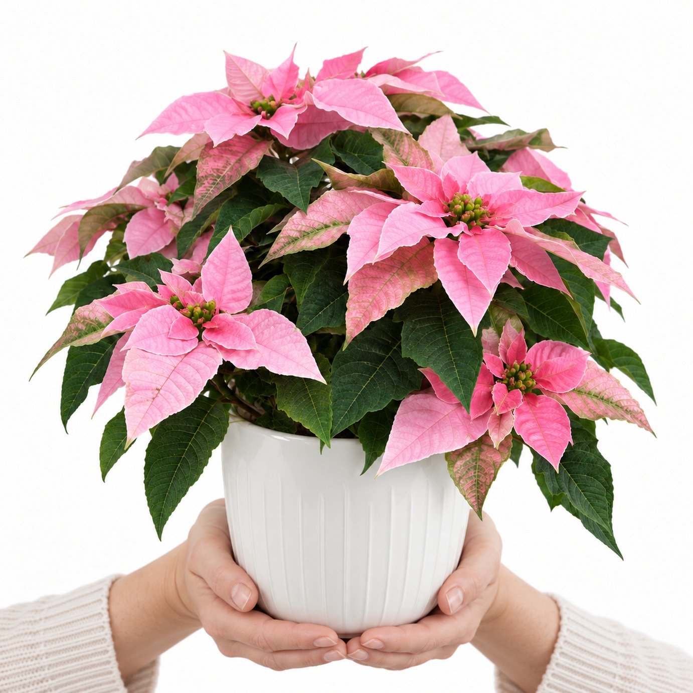 Doorstep Plants Poinsettia Pink House Plant
