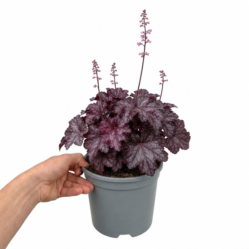 Doorstep Plants Heuchera Wildberry Pink Perennial Plant