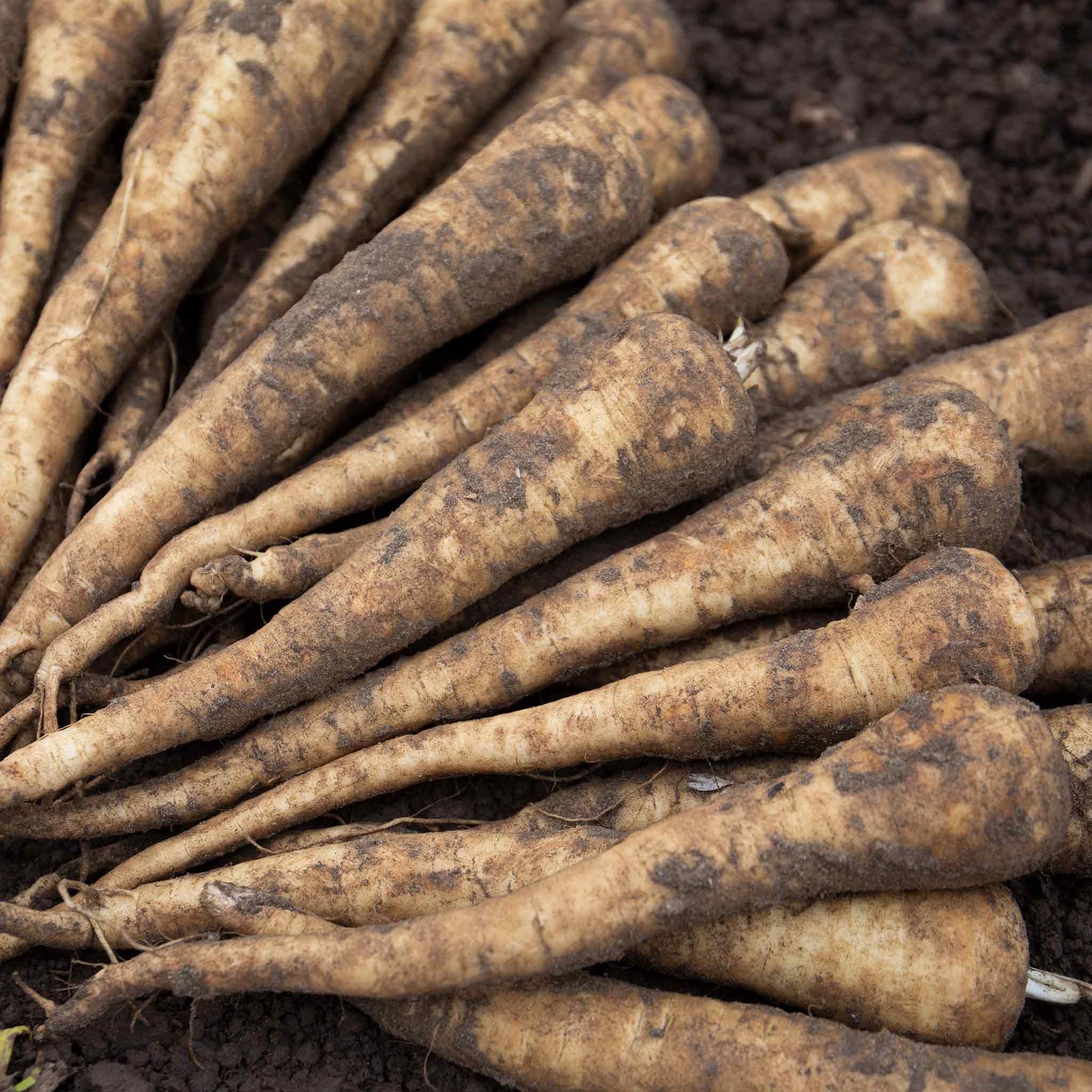 Marshalls Garden Parsnip 'Panorama' F1 - 200 Seeds
