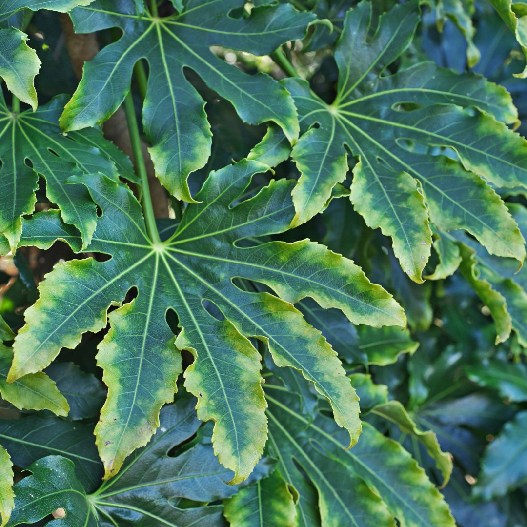 Doorstep Plants Fatsia Japonica Camouflage Shrub Plant