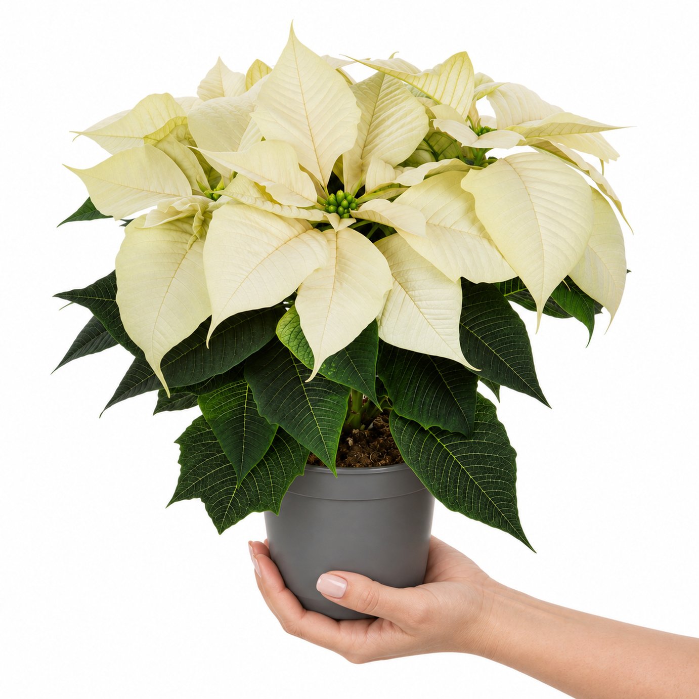 Doorstep Plants Poinsettia White House Plant
