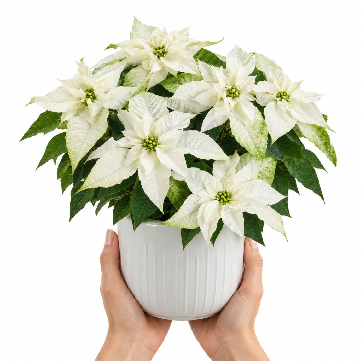 Doorstep Plants Poinsettia White House Plant