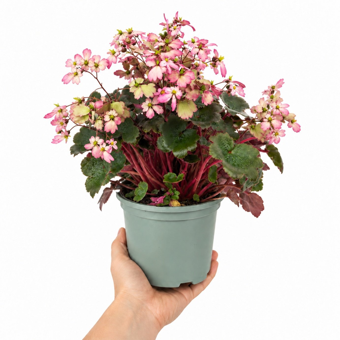 Doorstep Plants Saxifrage Dancing Pixies Tilda Pink Perennial Plant