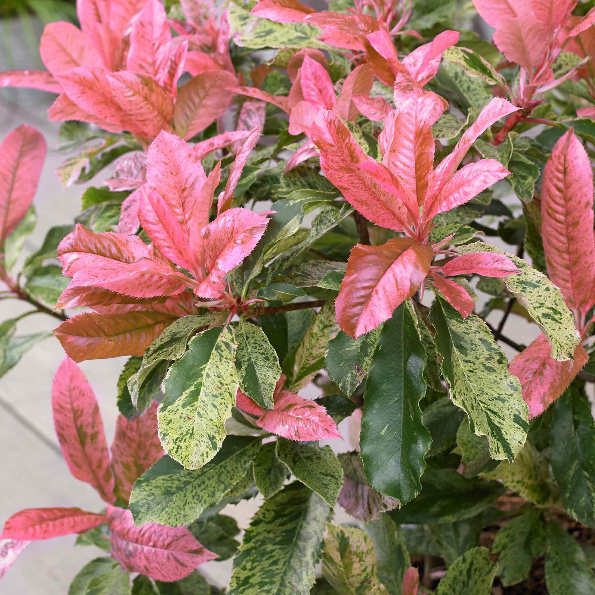 Marshalls Garden Photinia 'Pink Crispy'  - 3 x 9cm Plants