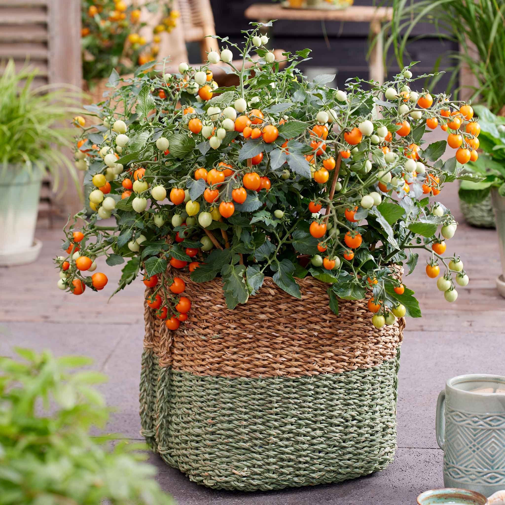 Unwins Tomato Seeds 'Tiny Temptations' - 8 Seeds