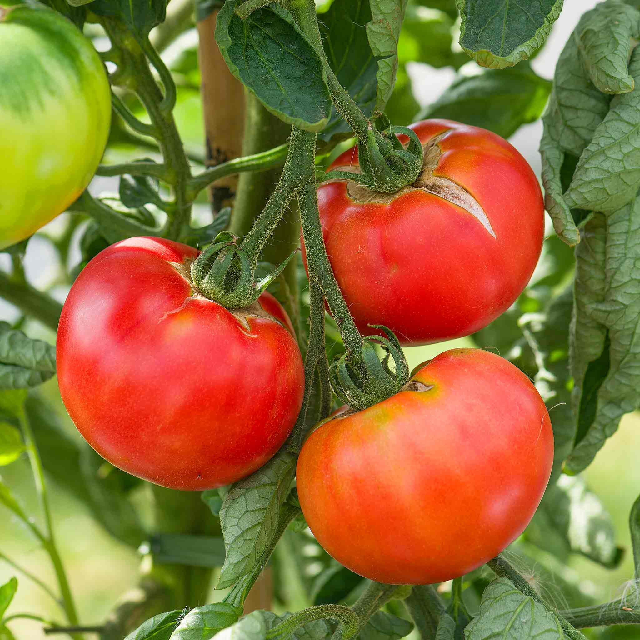 Marshalls Garden Tomato Seeds Rose Crush -  High-Yield - 10 Seeds