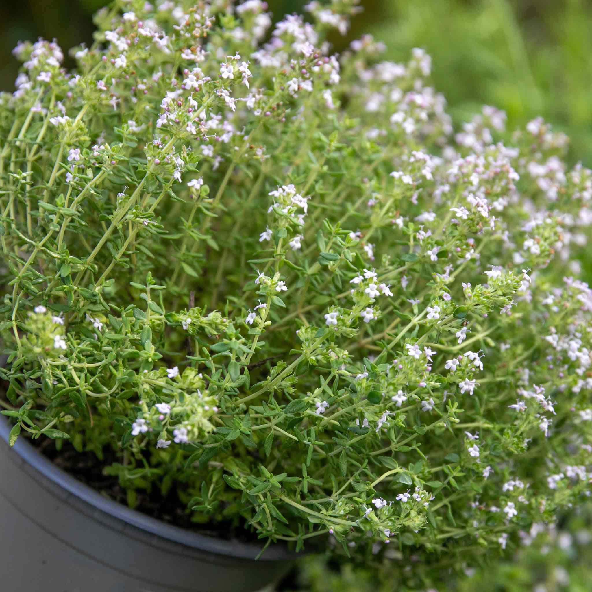 Marshalls Garden Thyme Vulgaris - 3 x 9cm Plants