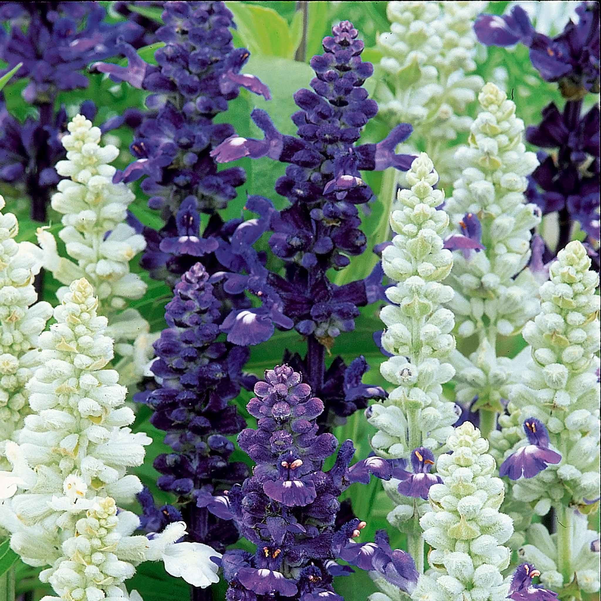 Unwins Salvia Seeds 'Wedgewood Blend' -120 Seeds