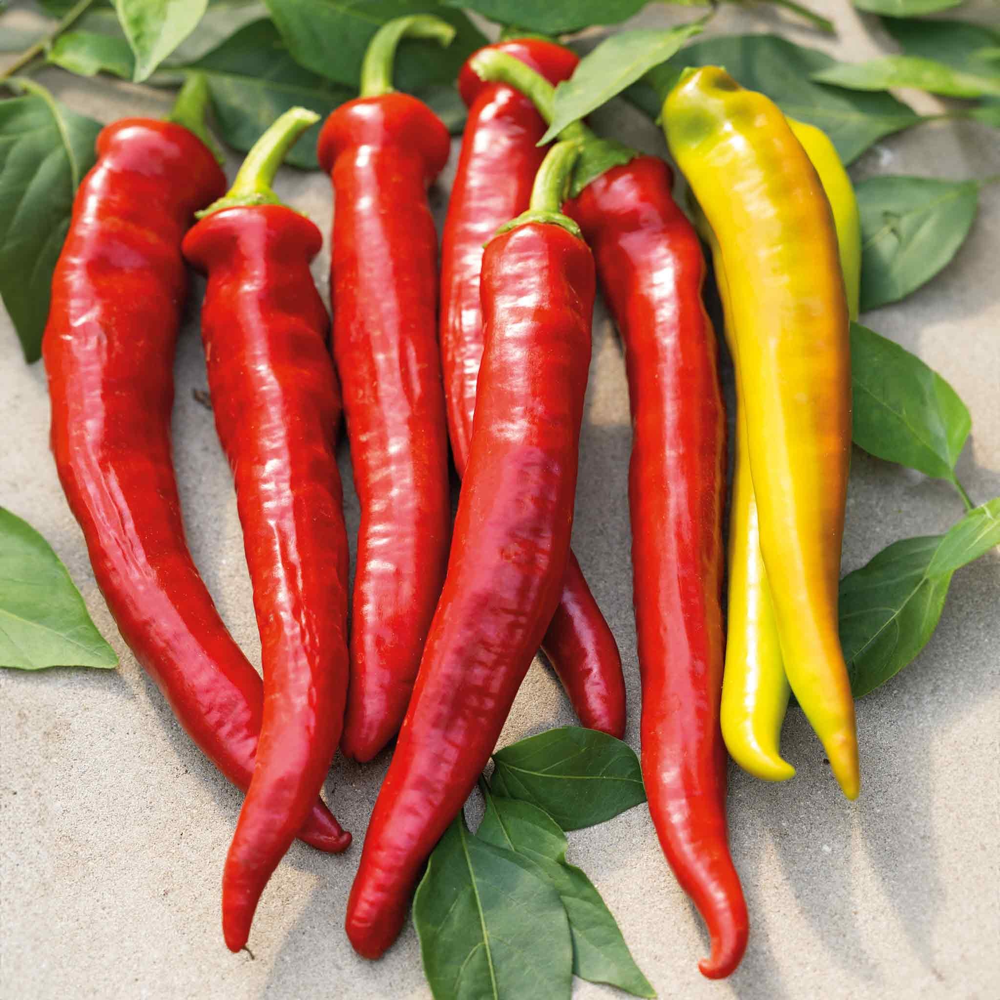 Marshalls Garden Chilli Pepper Seeds 'Longhorn' F1 - 6 Seeds