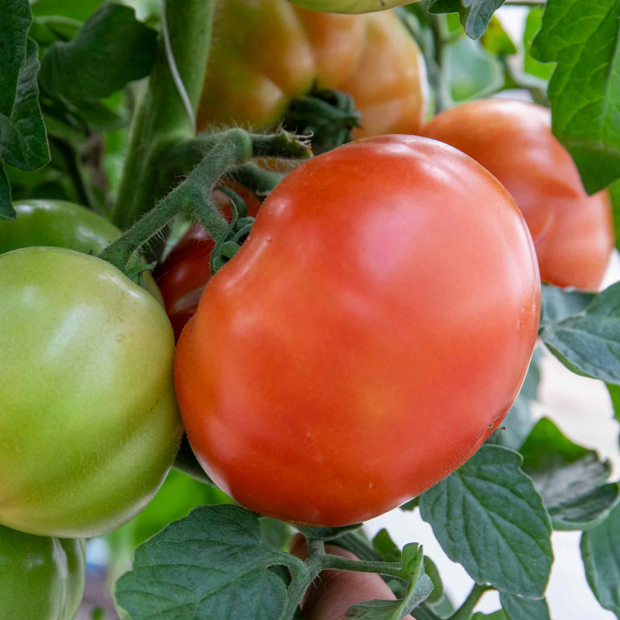 Marshalls Garden Super Marmande Semi-Bush Tomato Seeds - 55 Seeds
