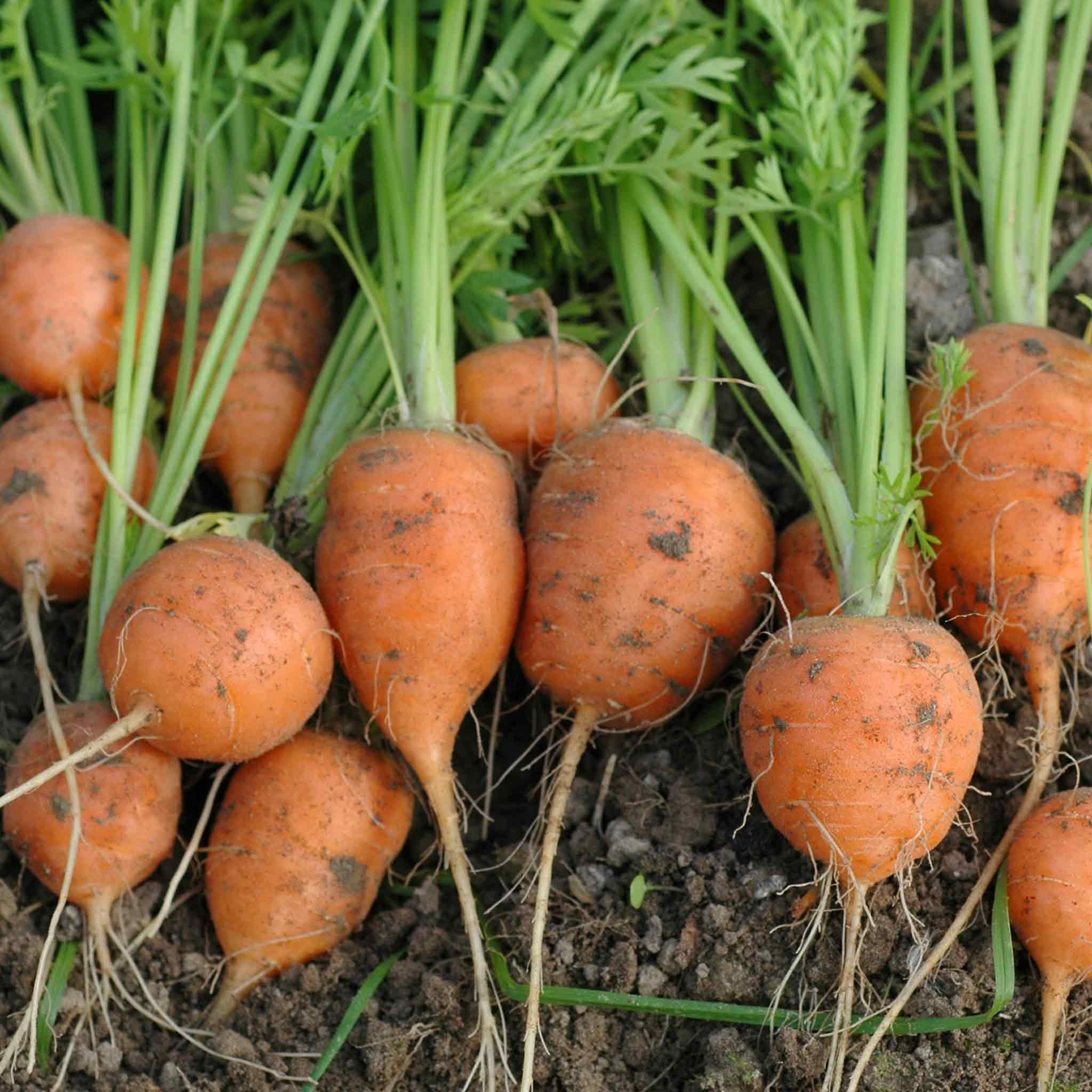 Marshalls Garden Carrot Seeds 'Market 5 Atlas' - 750 Seeds