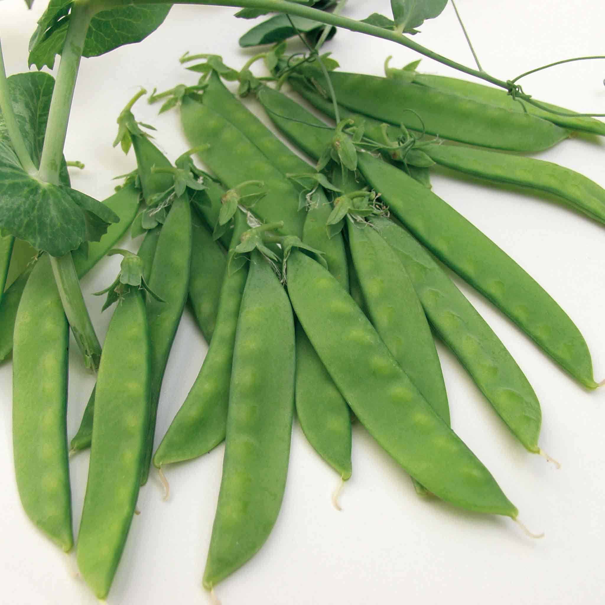 Marshalls Garden Norli Sugar Snap Pea Seeds - 200 Seeds