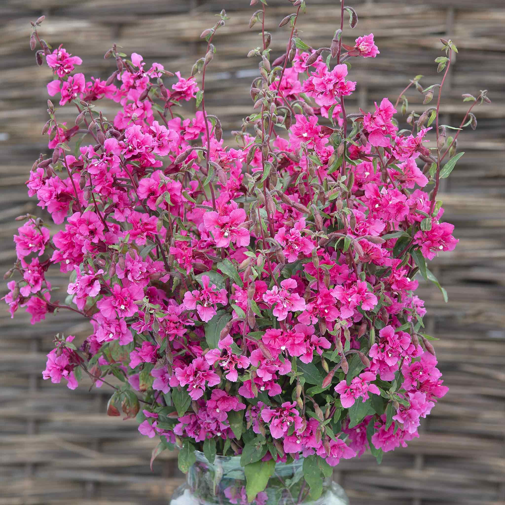 Marshalls Garden Clarkia Seeds 'Brilliant' - 500 Seeds