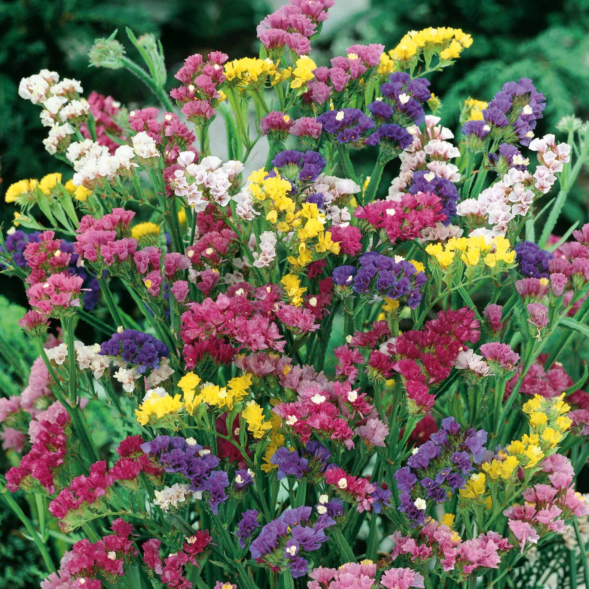Unwins Statice Seeds 'Sea Lavender Mix' - 100 Seeds