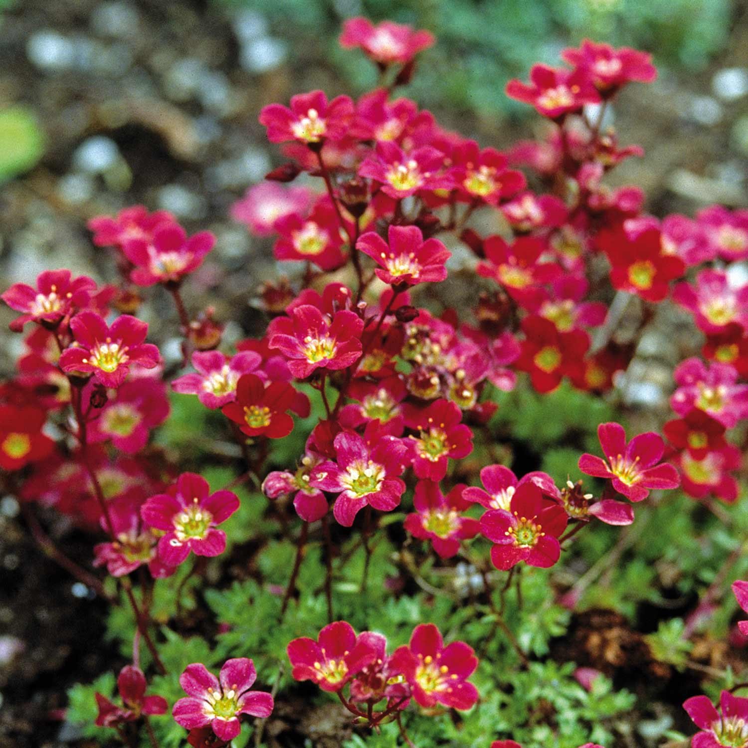 Marshalls Garden Saxifraga Seeds 'Purple Robe' - 50 Seeds