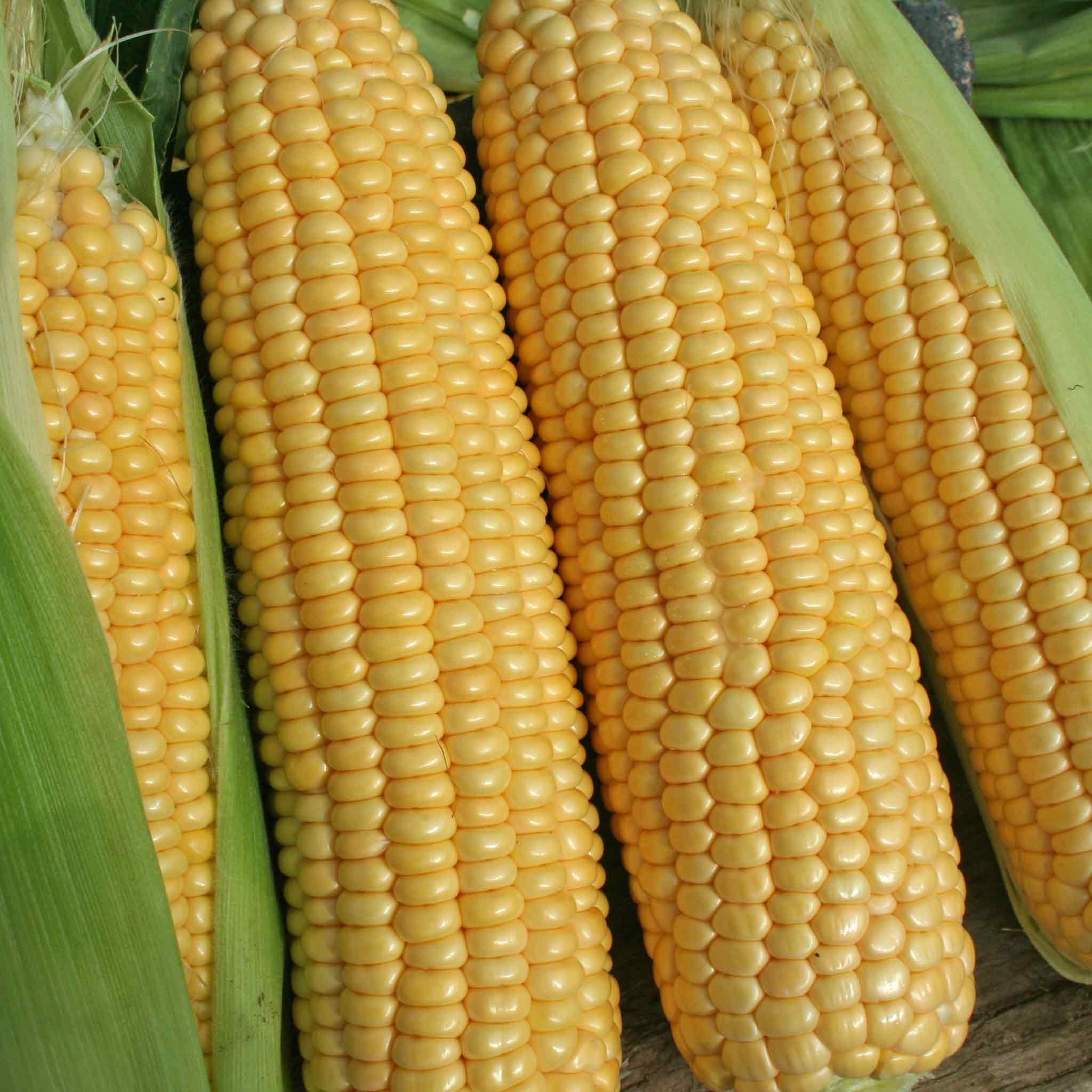 Marshalls Garden Sweetcorn Seeds 'Goldcrest' F1 - Super-Sweet Variety - 35 Seeds