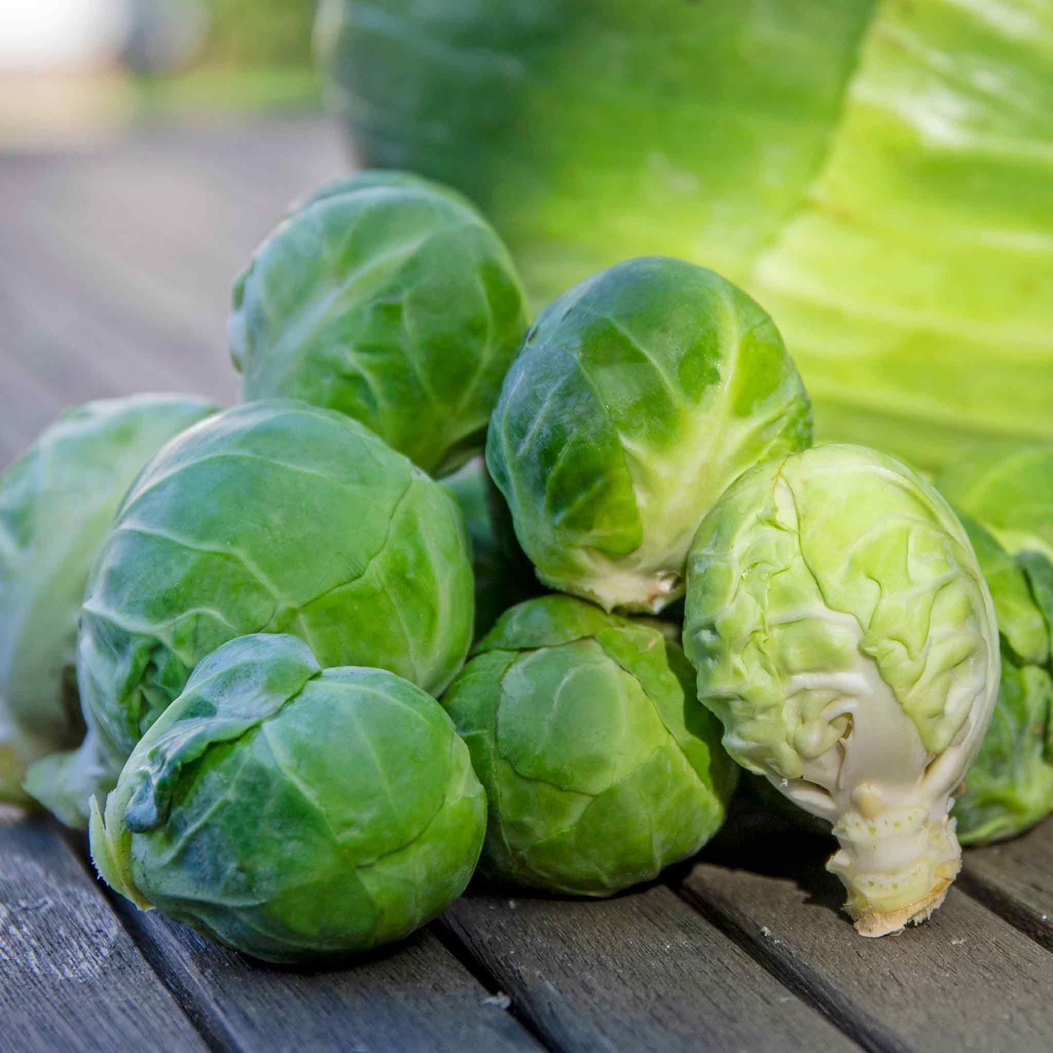 Marshalls Garden Brussels Sprout Seeds 'Trafalgar' F1 - 40 Seeds