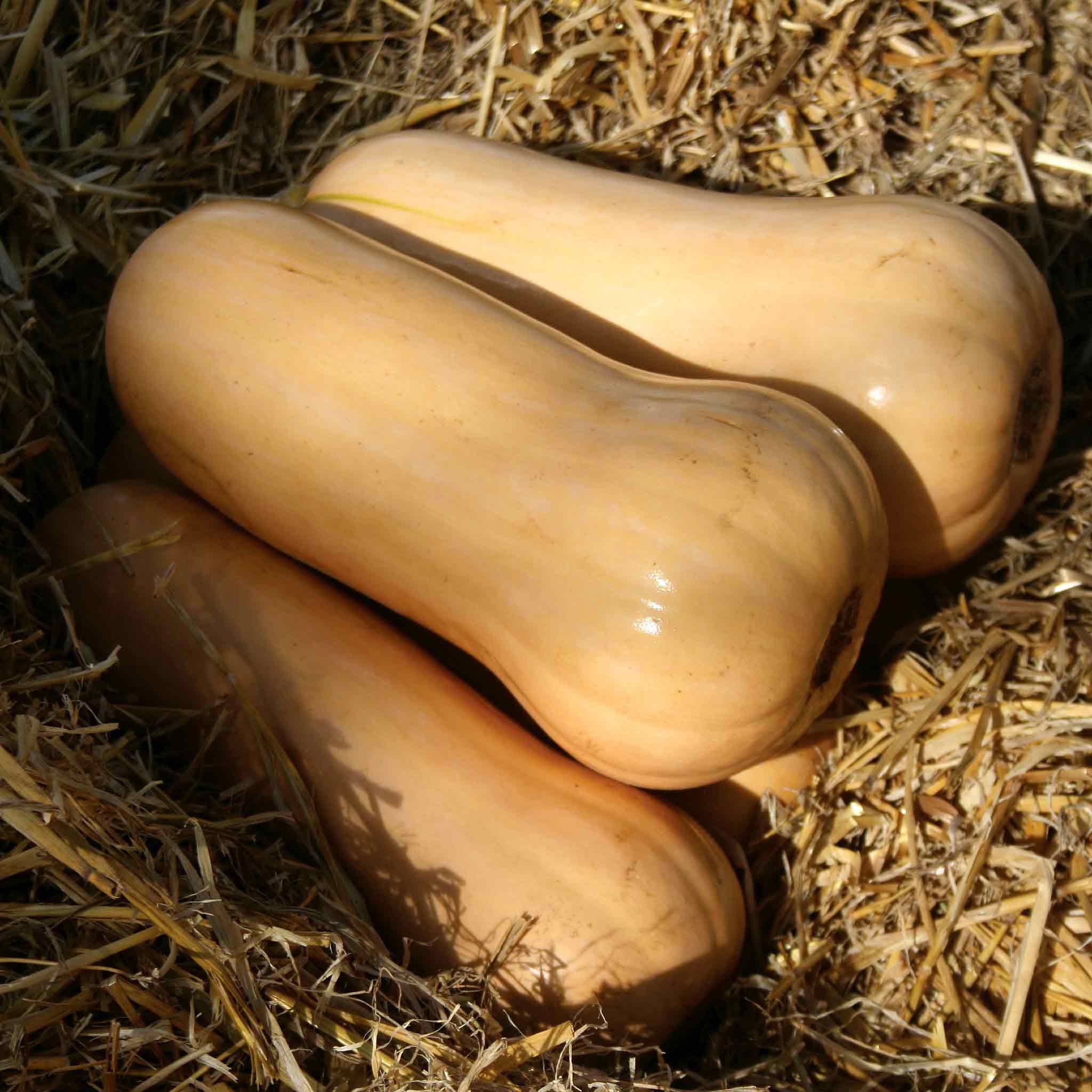 Marshalls Garden Butternut Squash Seeds Sweetmax - Approx. 8 Seeds