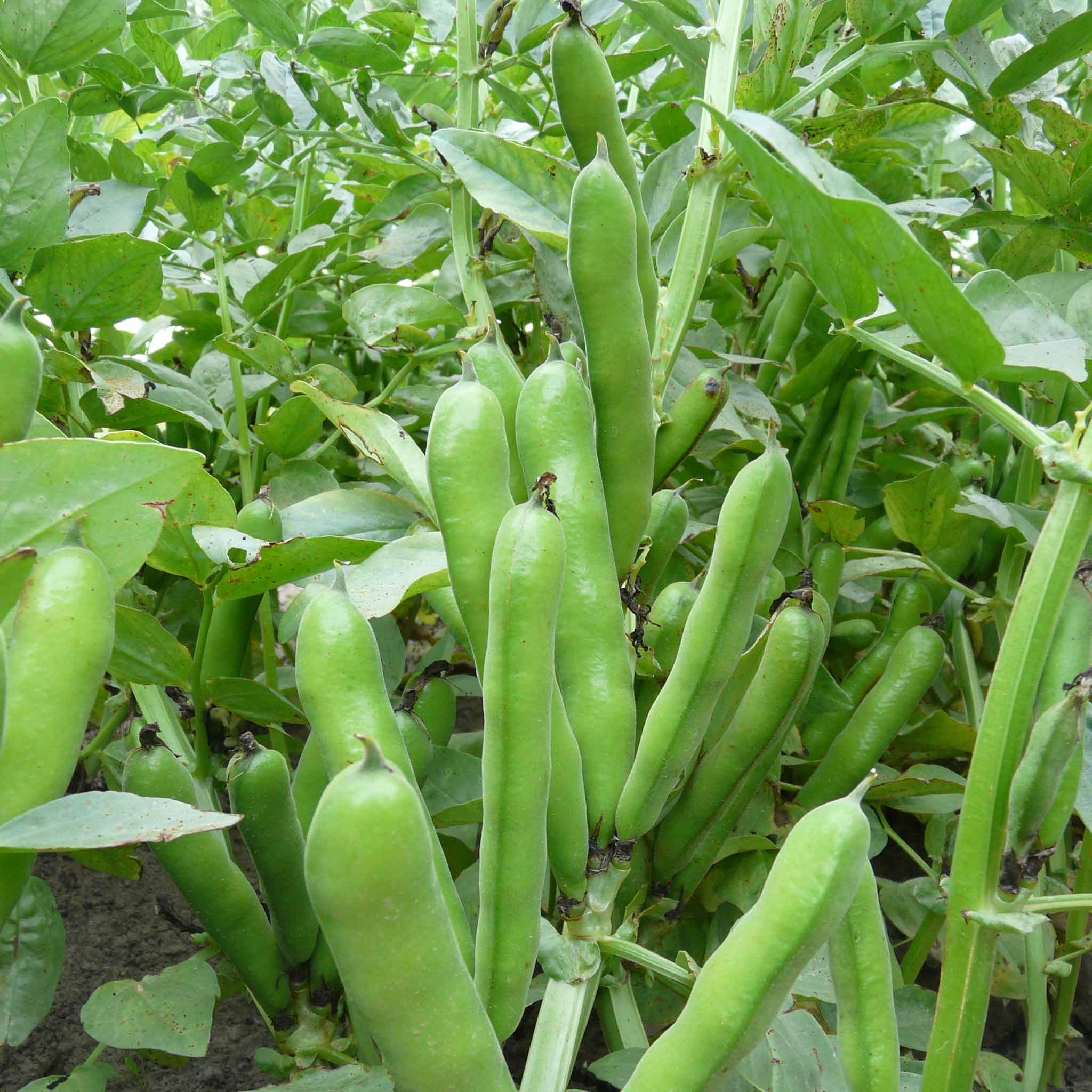 Marshalls Garden Broad Bean Seeds 'Duet' Compact Patio Variety - 75 Seeds