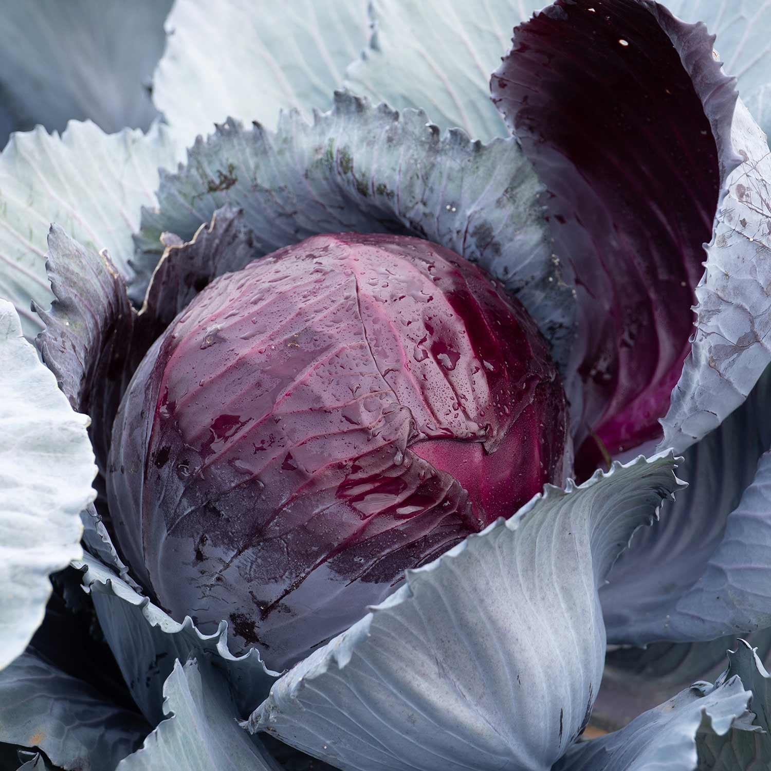 Marshalls Garden Cabbage Seeds Lodero F1 Hybrid Clubroot-Resistant  - 20 Seeds