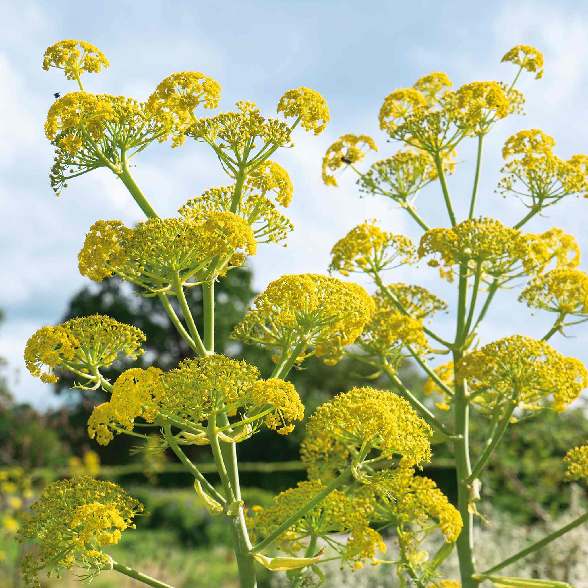 Marshalls Garden Fennel Plant - 3 x 9cm Plants