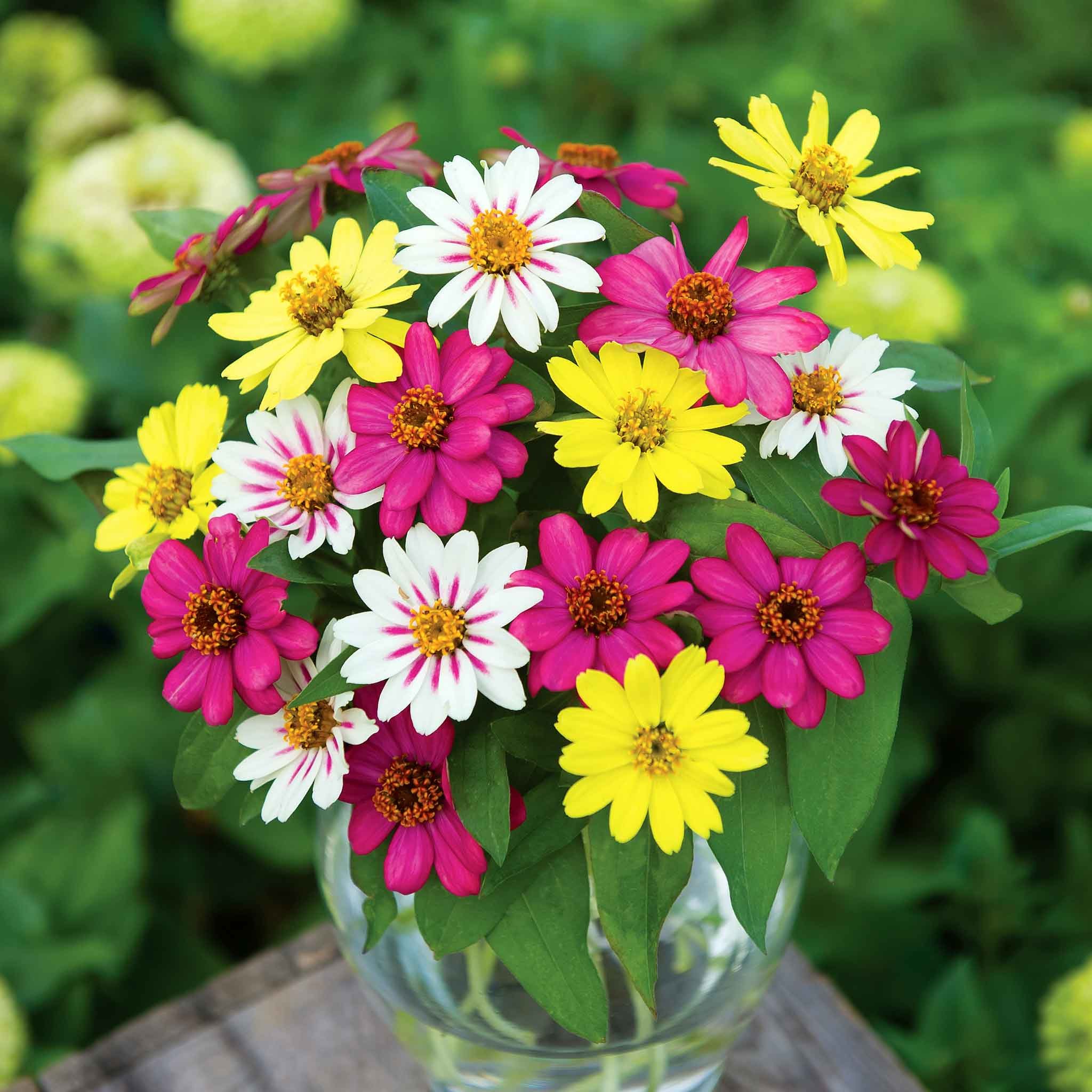 Unwins Zinnia Seeds 'Raspberry Lemonade' - 25 Seeds