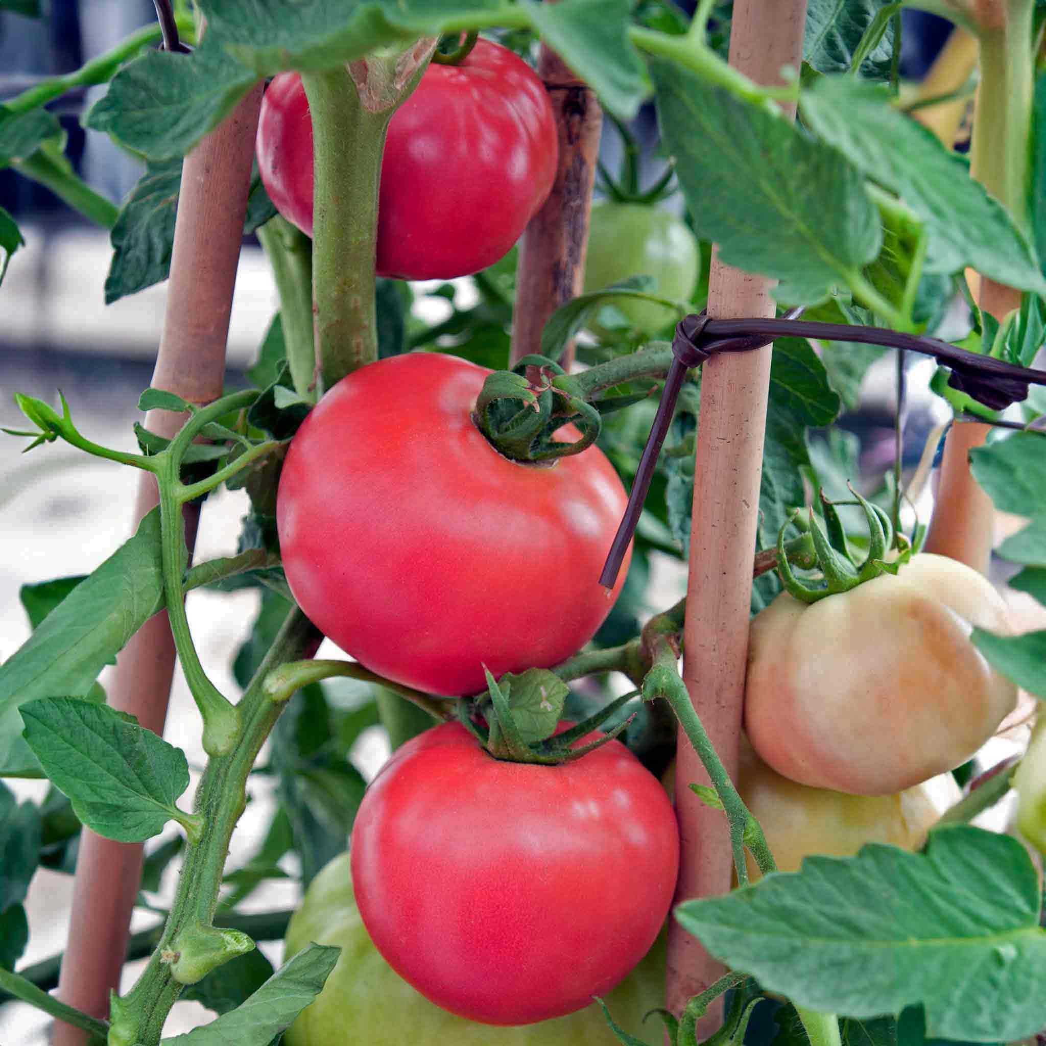 Marshalls Garden Tomato Seeds 'Honeymoon' F1 - 6 Seeds