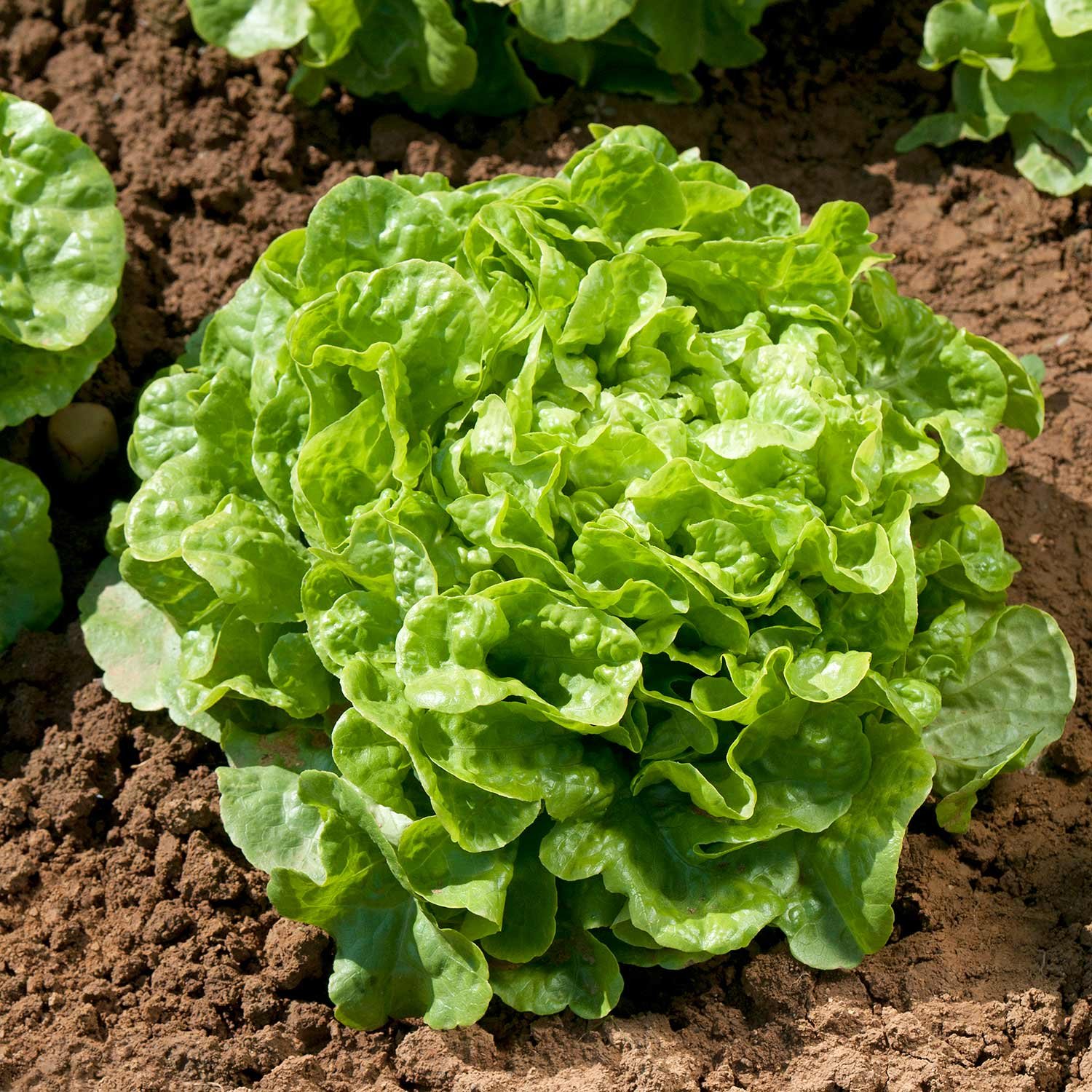 Marshalls Garden Lettuce Seeds Kyrio, Loose-Head - 350 Seeds