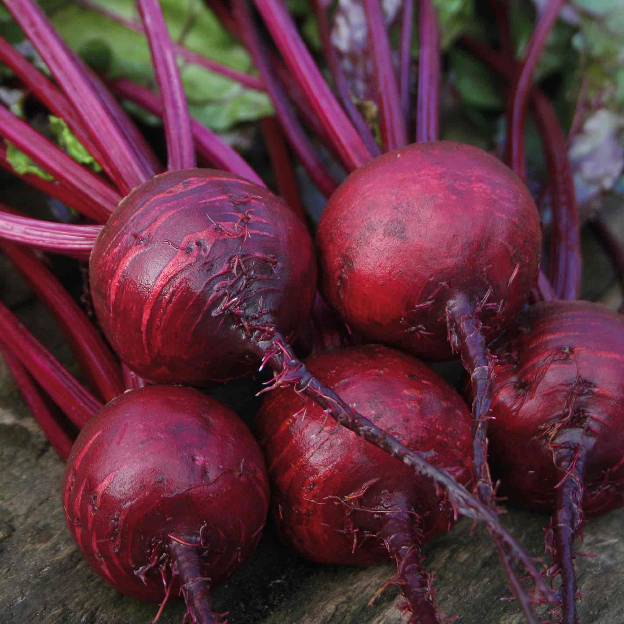 Marshalls Garden Beetroot Seeds 'Boston' - 200 Seeds,