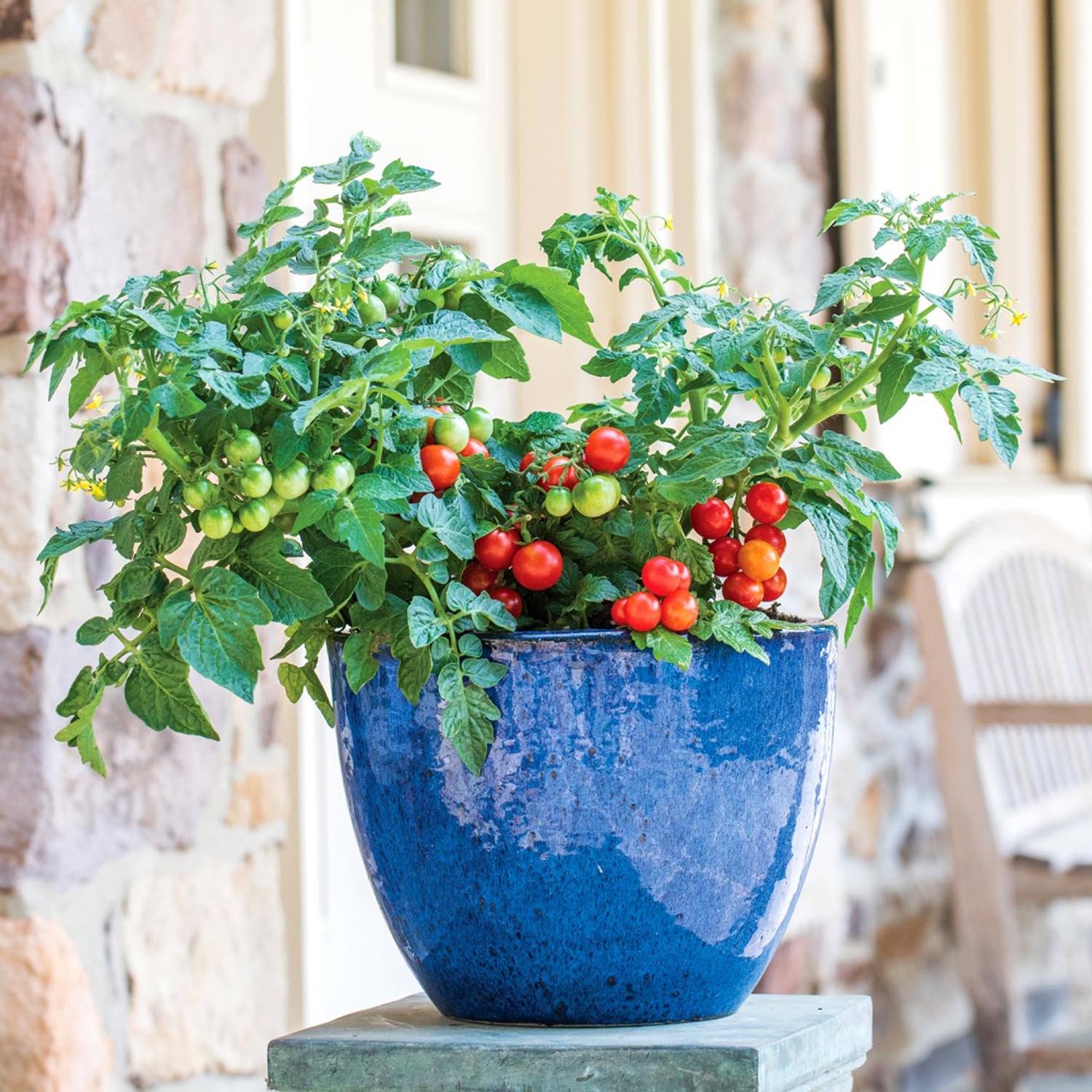Marshalls Garden Veranda Red Tomato Seeds - 10 Seeds