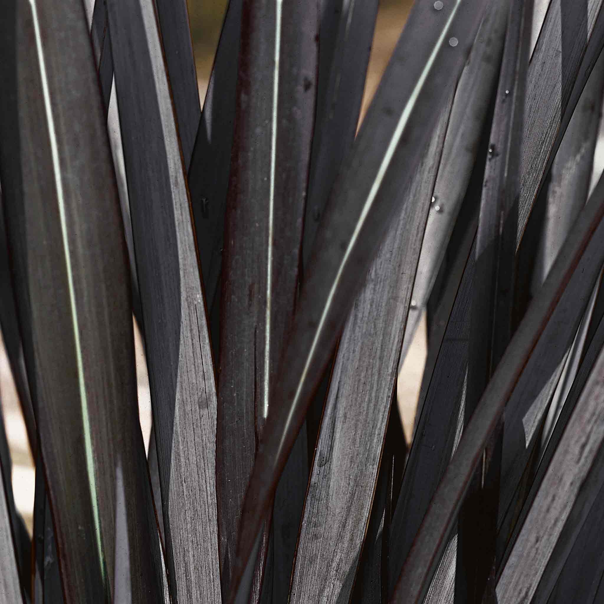 Marshalls Garden Phormium 'Black Velvet'  - 3 x 9cm Plants