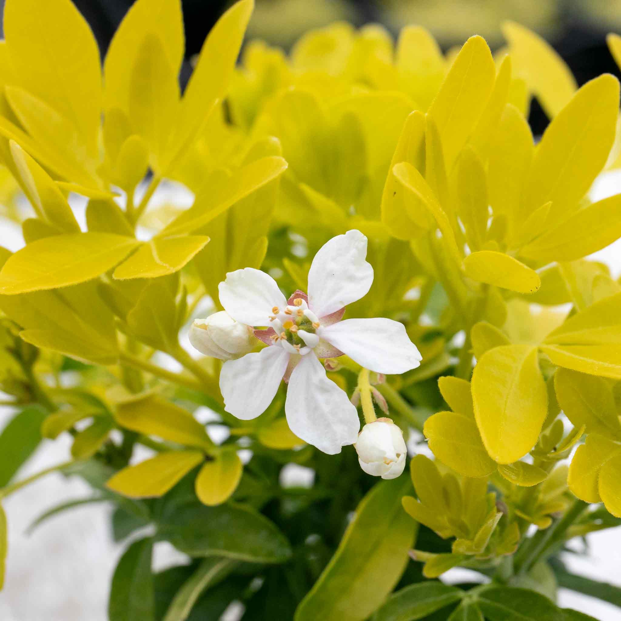 Marshalls Garden Choisya 'Sundance' (Mexican Orange Blossom) - 9cm Plant