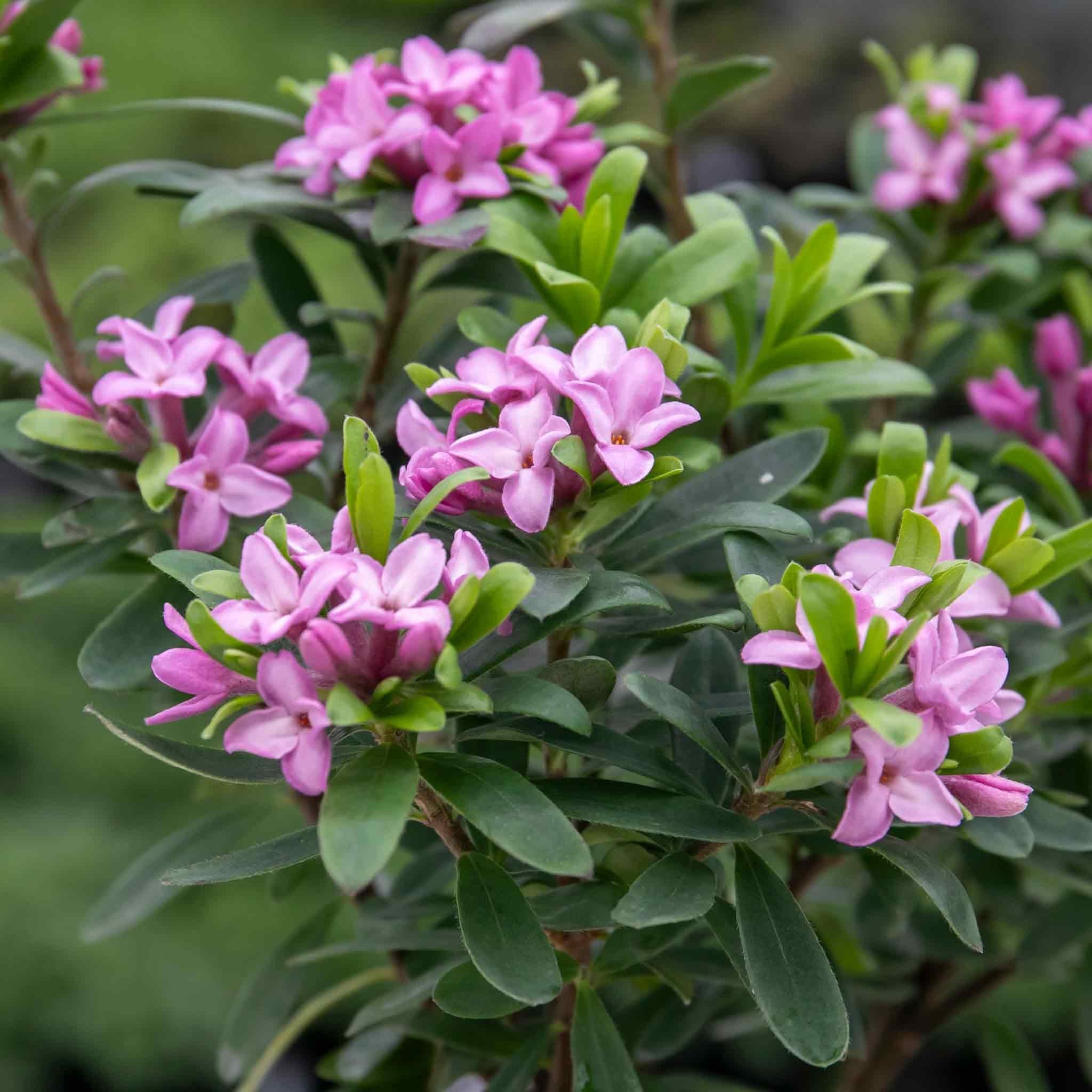 Marshalls Garden Daphne 'Pink Fragrance' - 1.5 Litre Plant