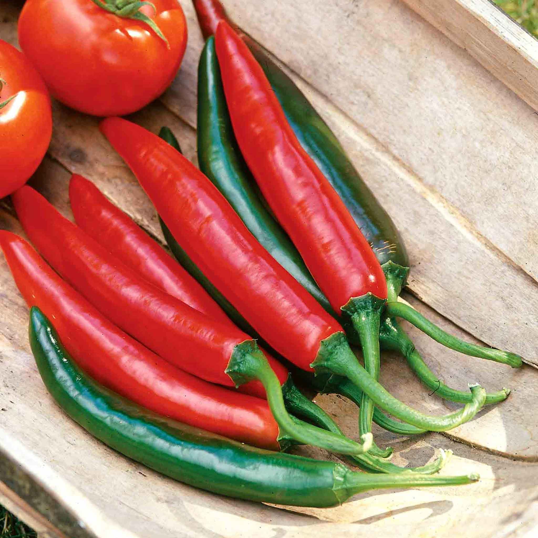 Marshalls Garden Tokyo Hot Chilli Pepper Seeds, High-Yield Cayenne - 8 Seeds