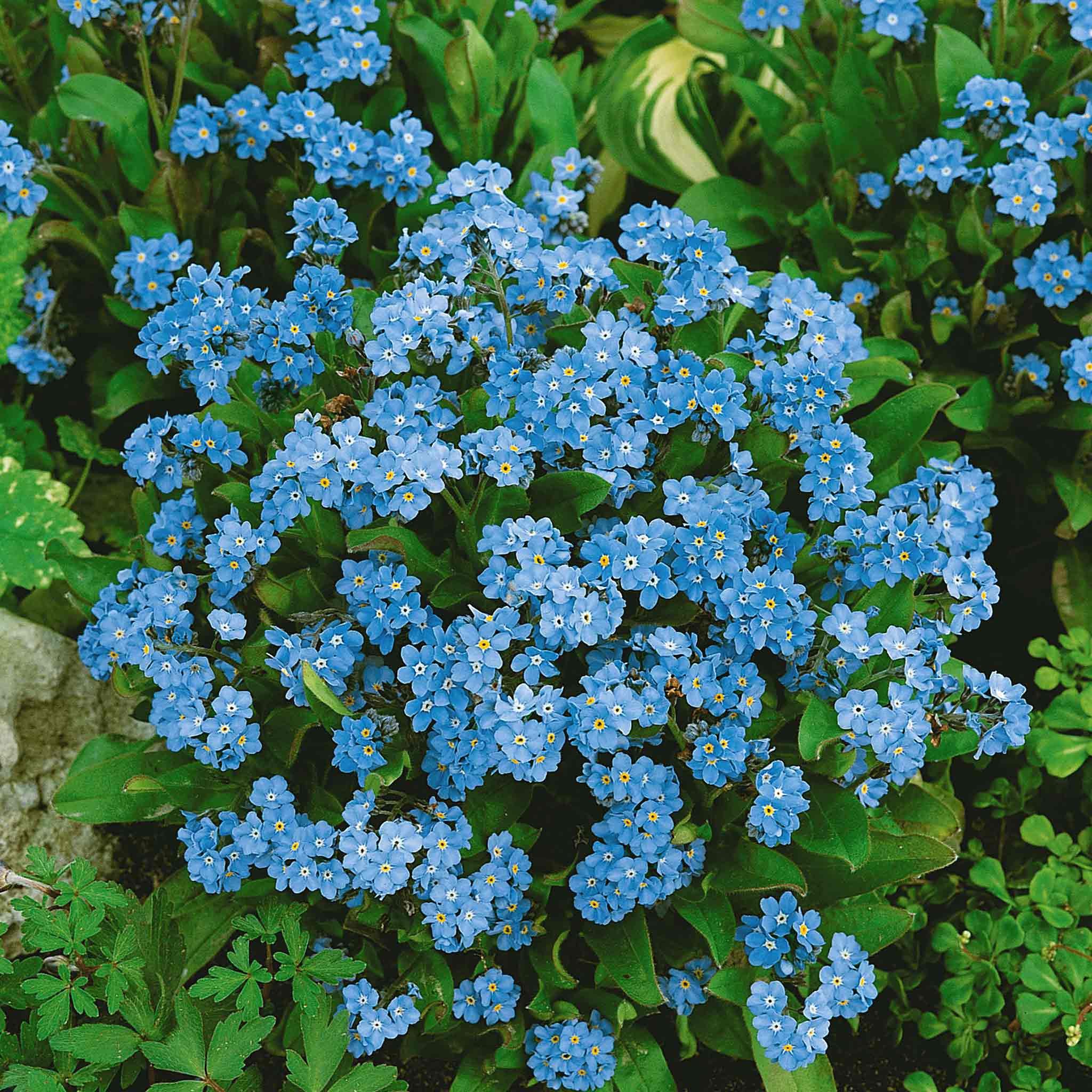 Unwins Forget Me Not Blue Seeds 'Cloud Myosotis' - 450 Seeds