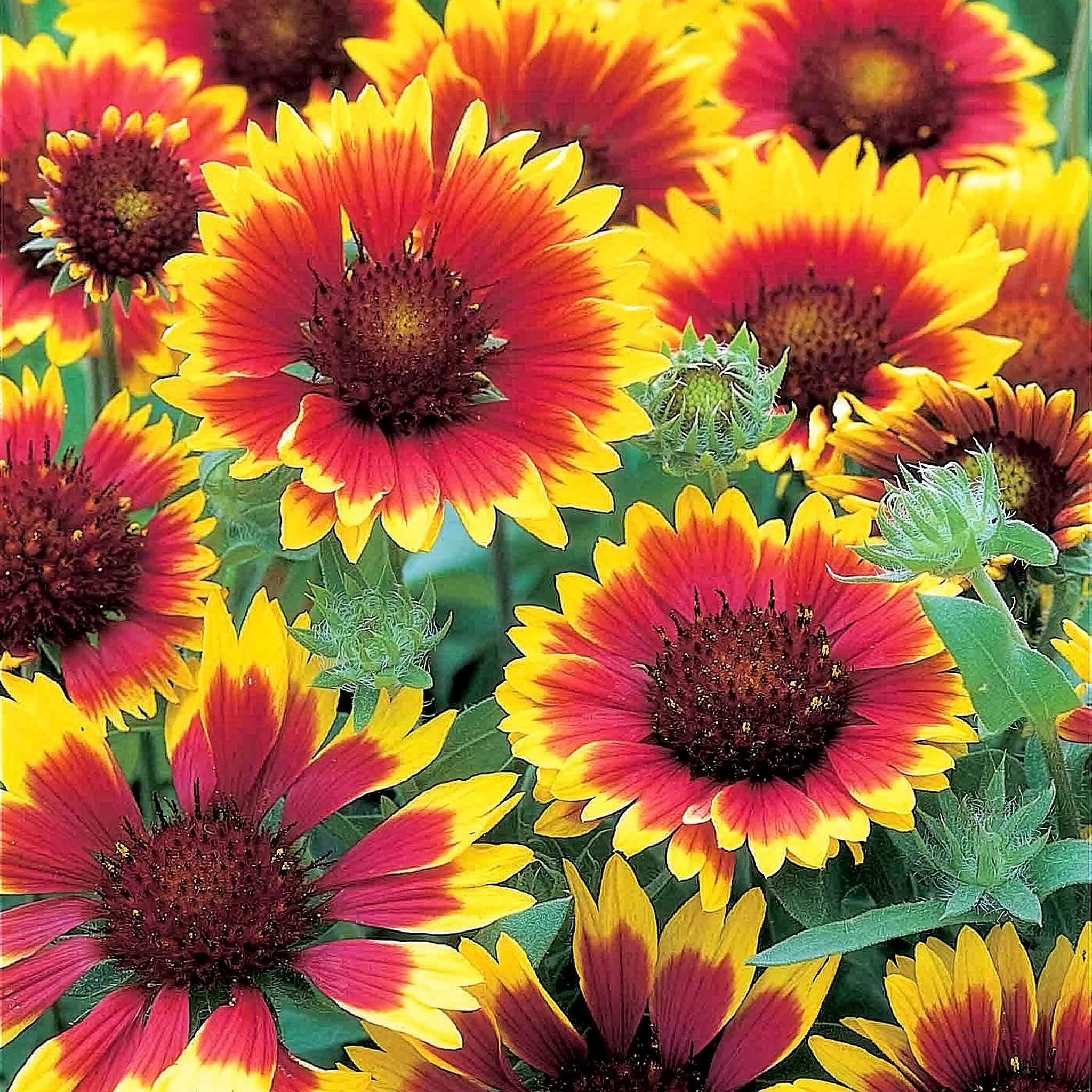 Unwins Gaillardia Seeds 'Summer Fire' - 150 Seeds