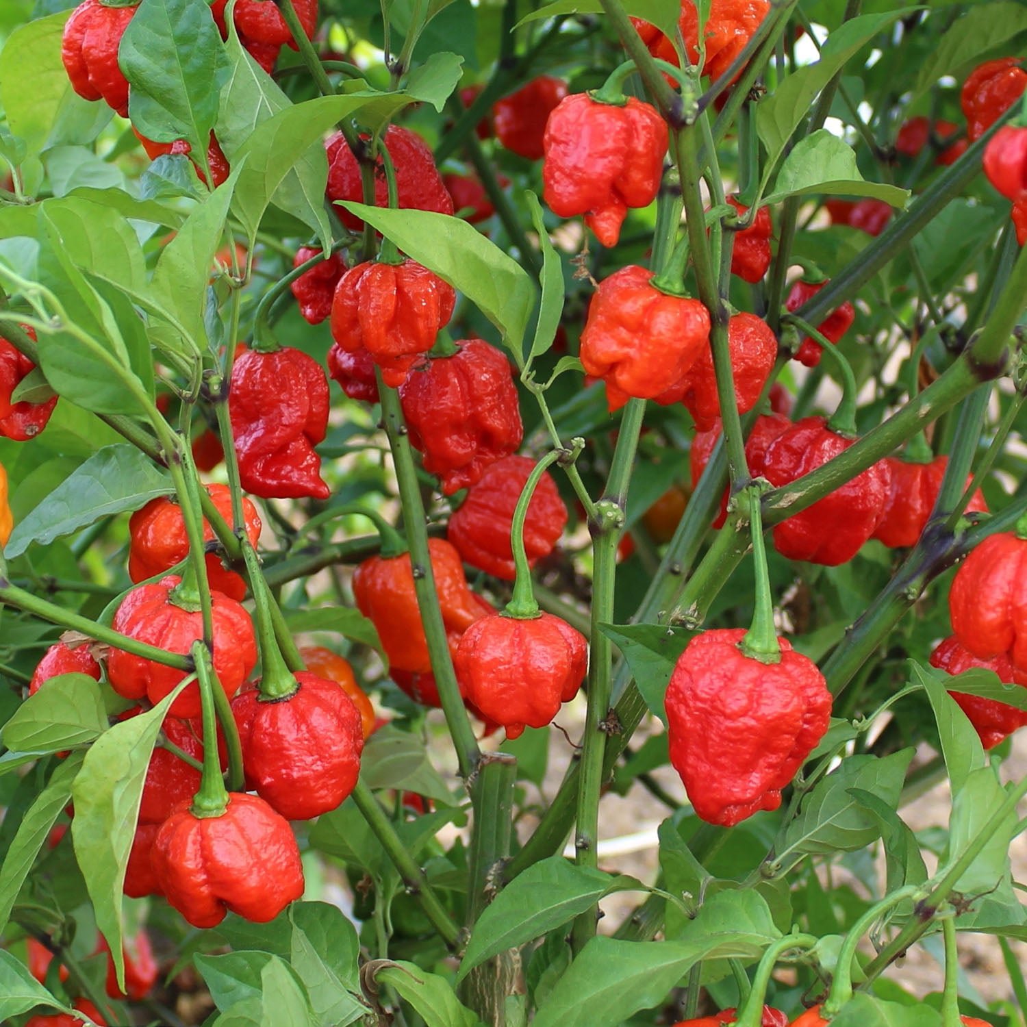 Marshalls Garden Chilli Pepper Seeds 'Armageddon' Extra-Hot Hybrid - 6 Seeds