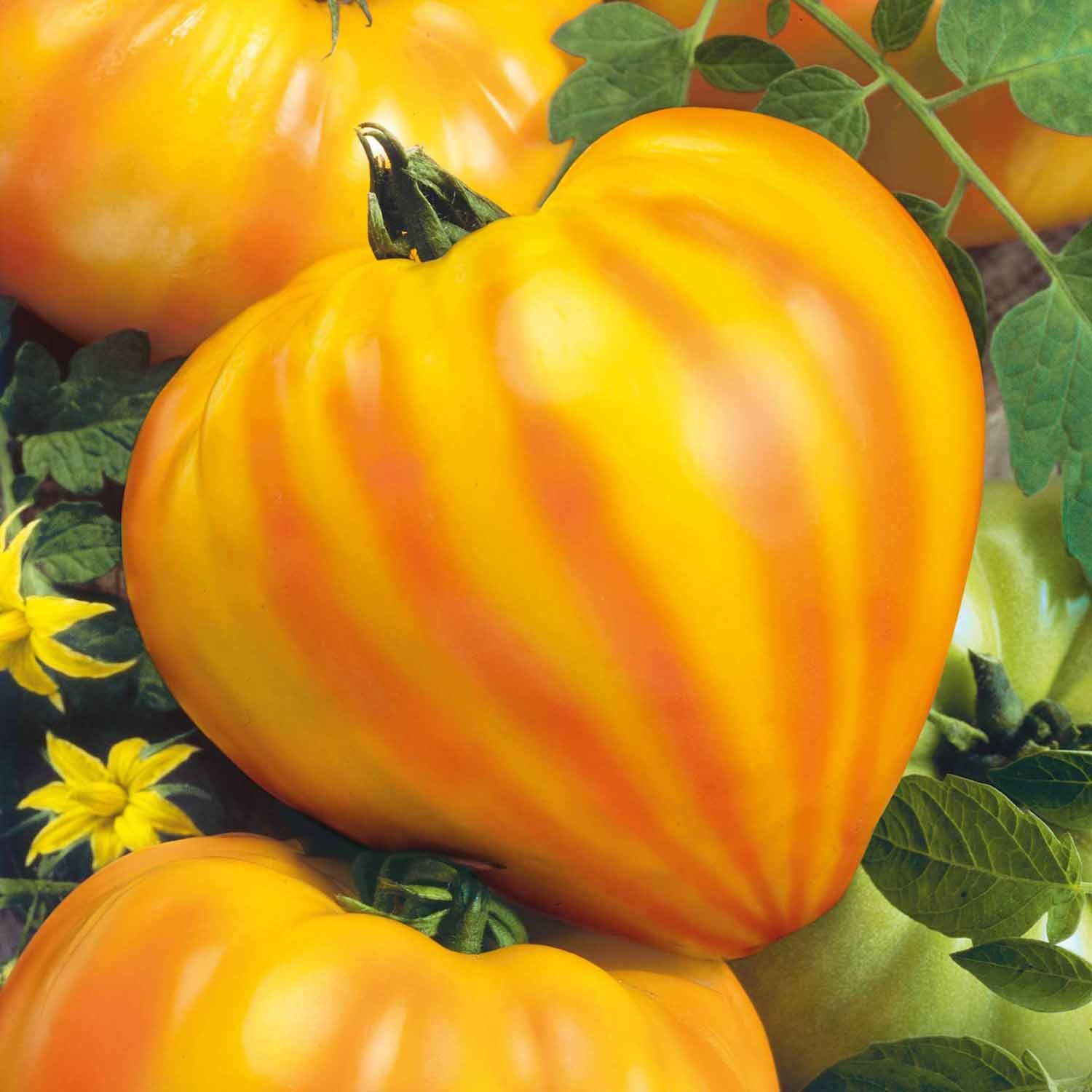 Marshalls Garden Gourmansun F1 Tomato Seeds - Oxheart Orange-Red - 6 Seeds