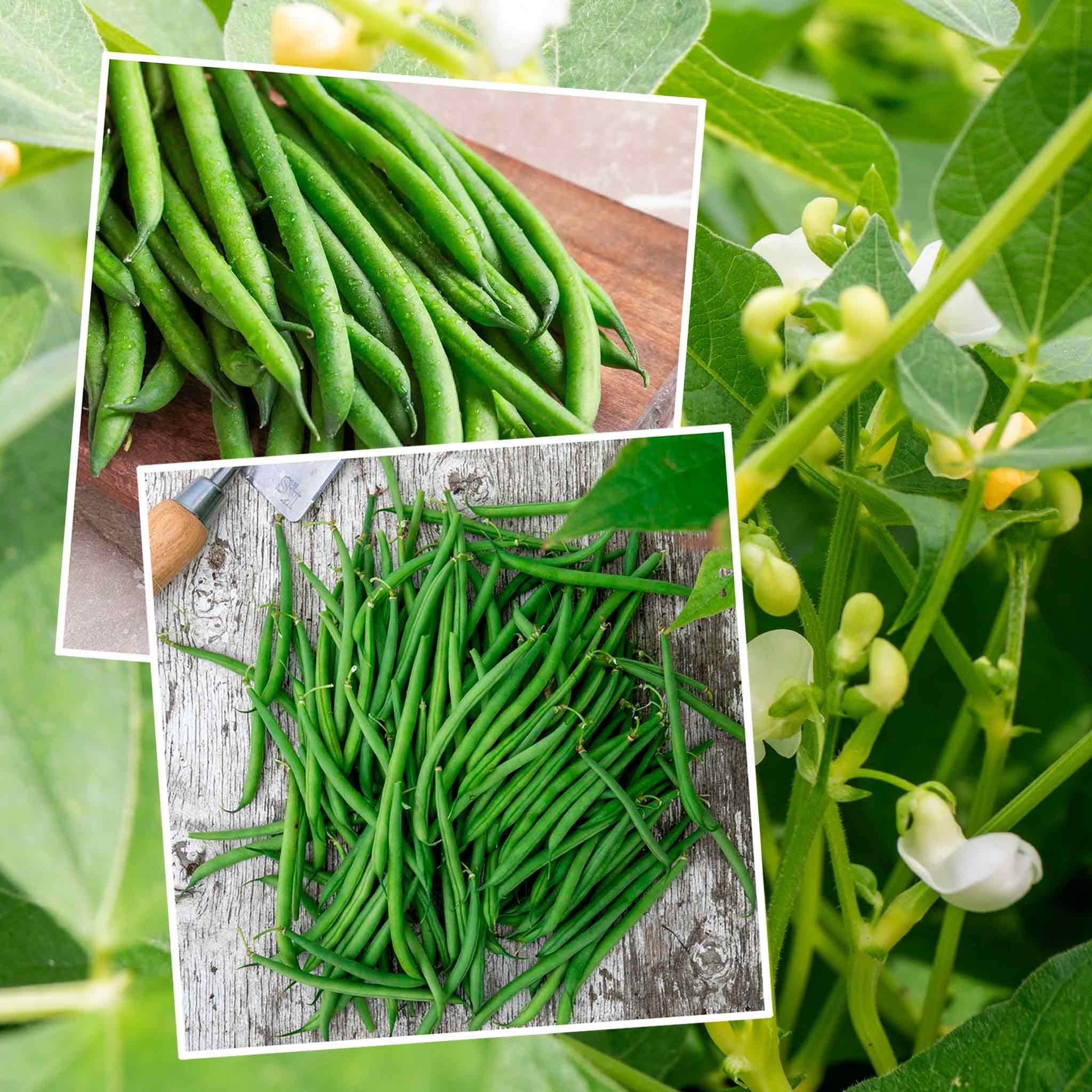 Marshalls Garden French Bean Dwarf Seeds Duo Pack - 125 Seeds