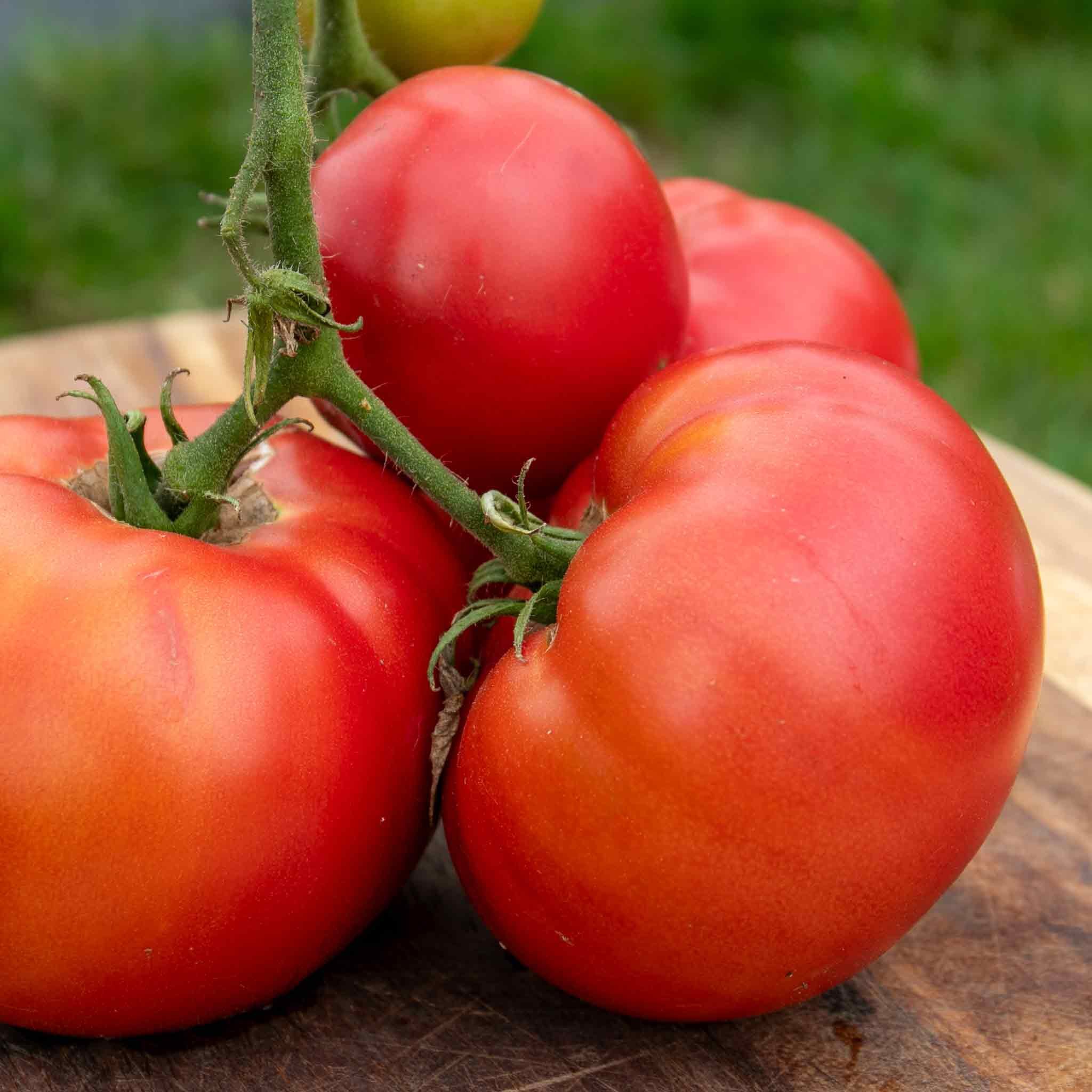 Marshalls Garden Tomato Seeds 'Steak', Beefsteak 500g Fruit -10 Seeds